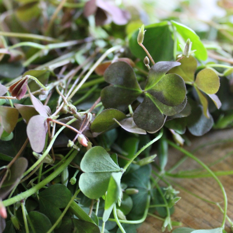 Wood sorrel
