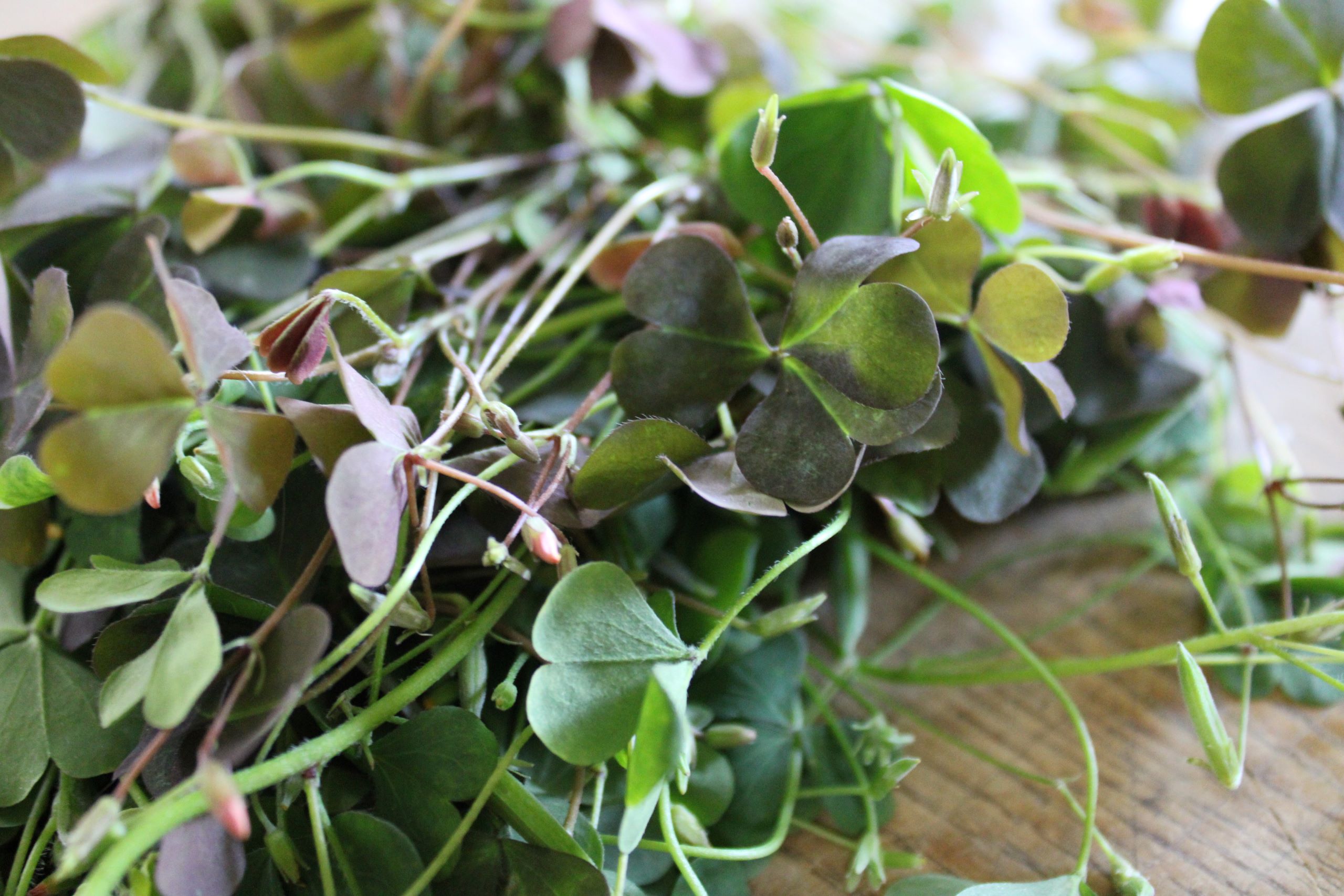 wood sorrel Wood sorrel