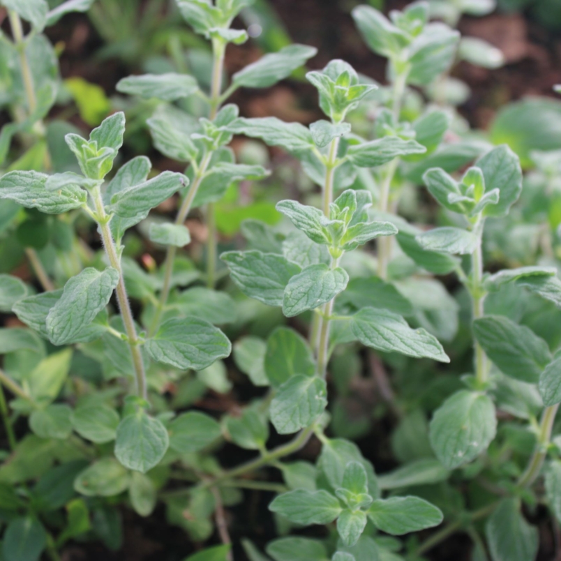 Za'atar marjoram
