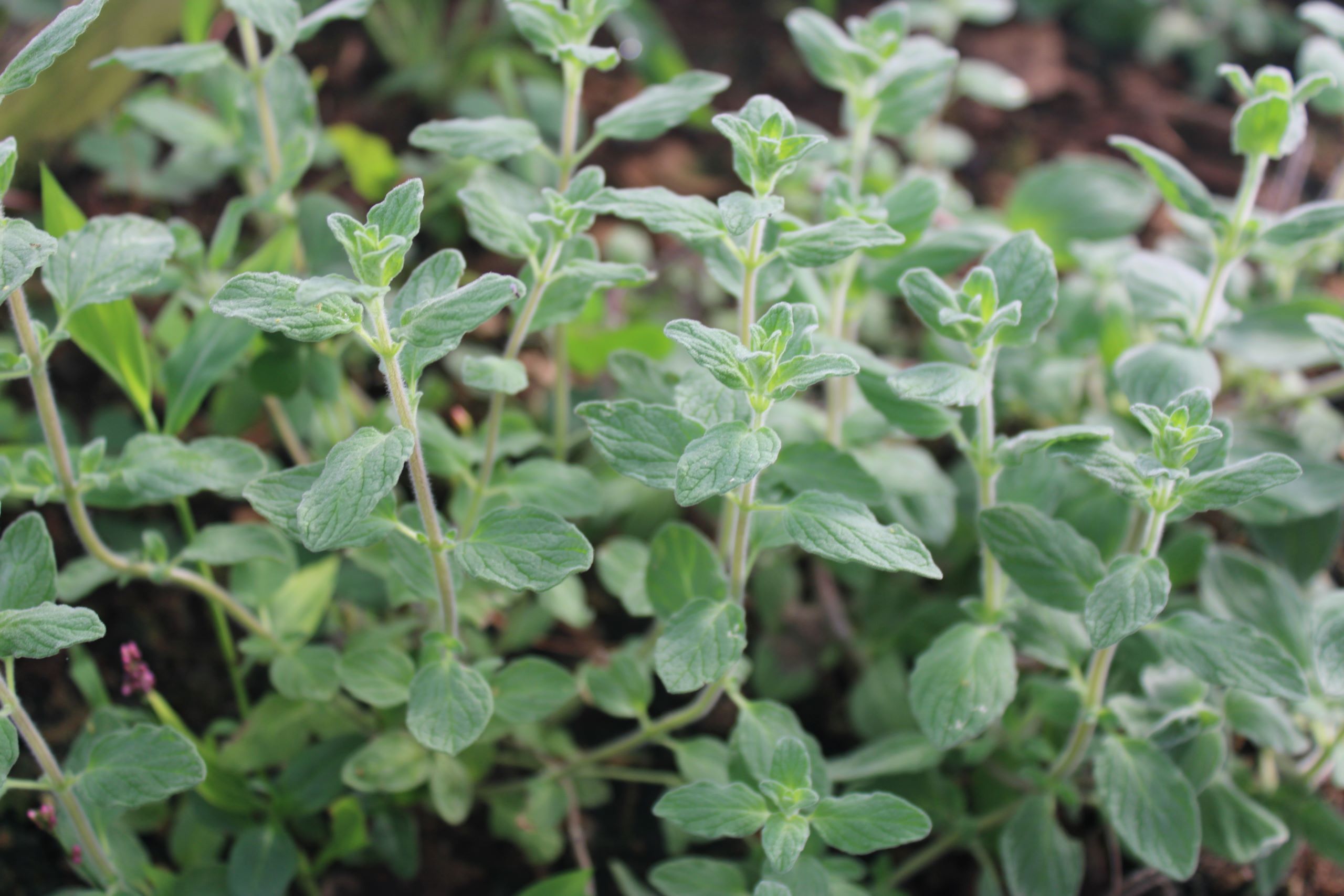zaaatar1 Za'atar marjoram
