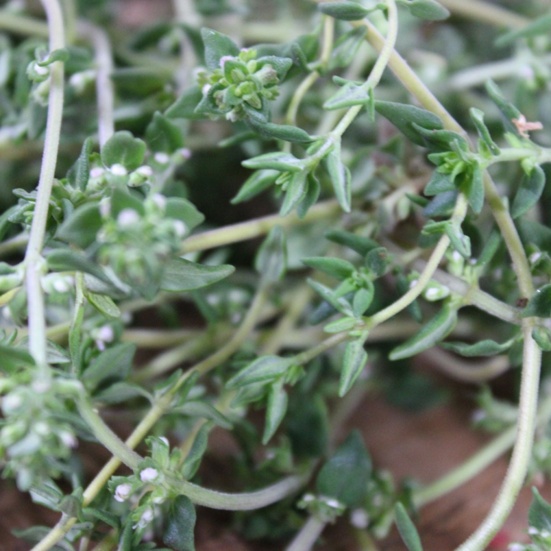 French thyme