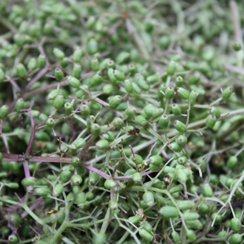Green elderberry