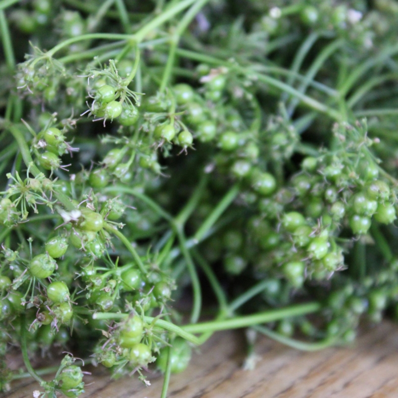 Green coriander