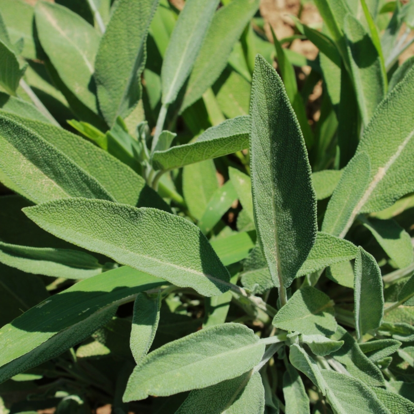 Green sage