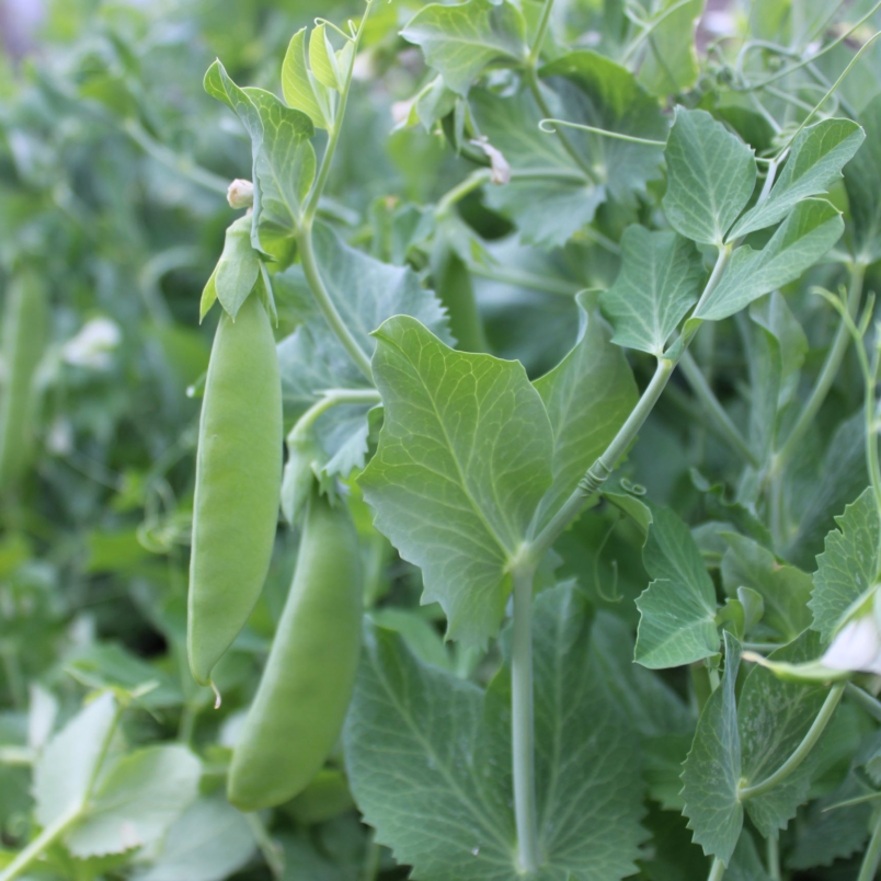 Sugar snap peas
