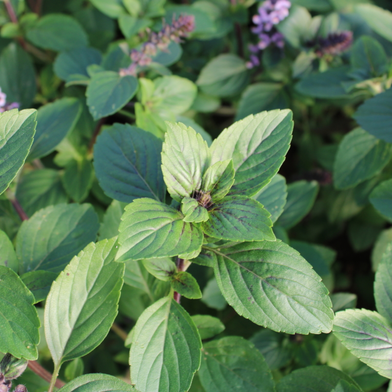 Basil