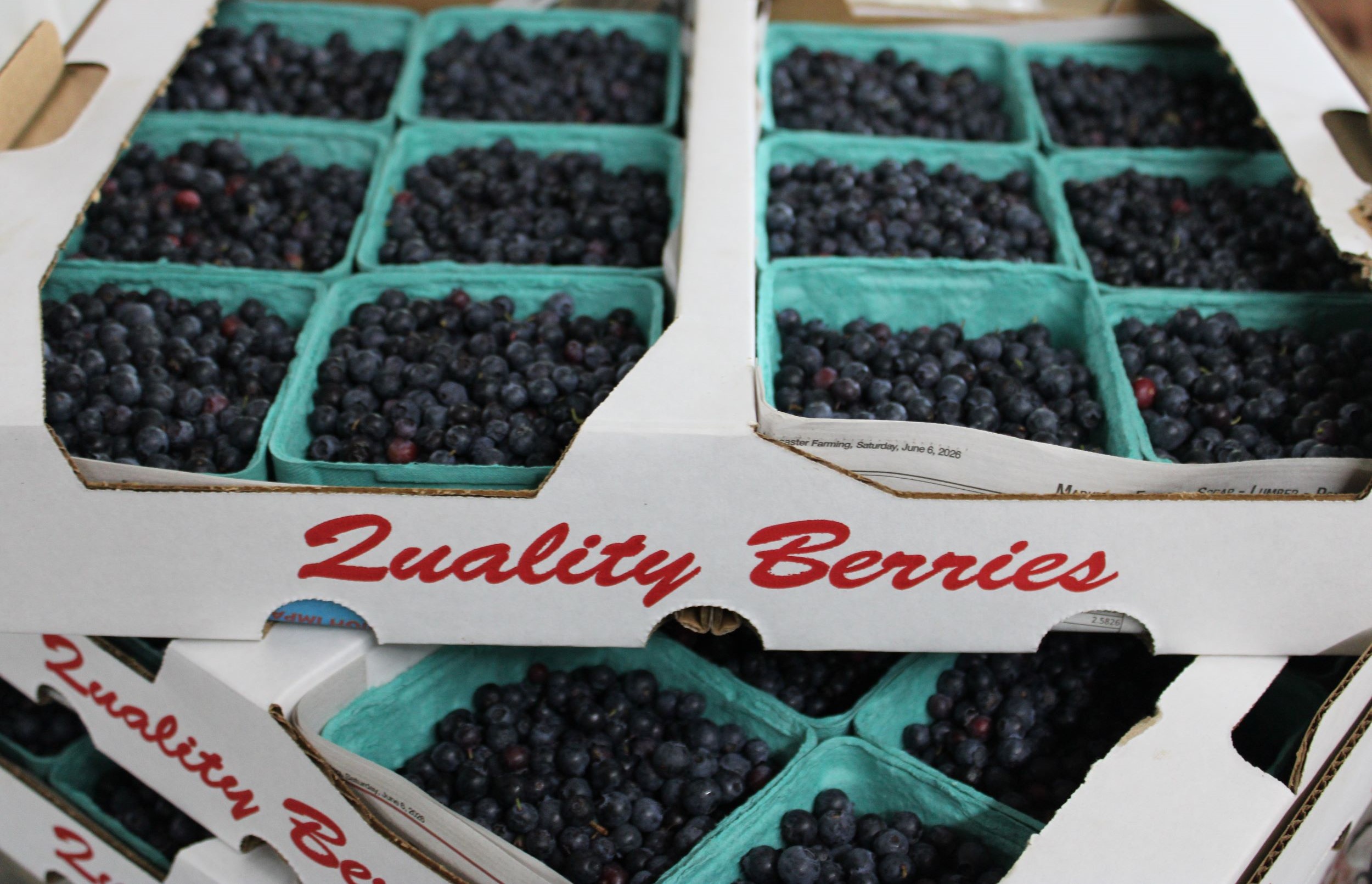 blueb2 Blueberries