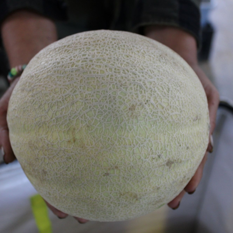 Cantaloupes