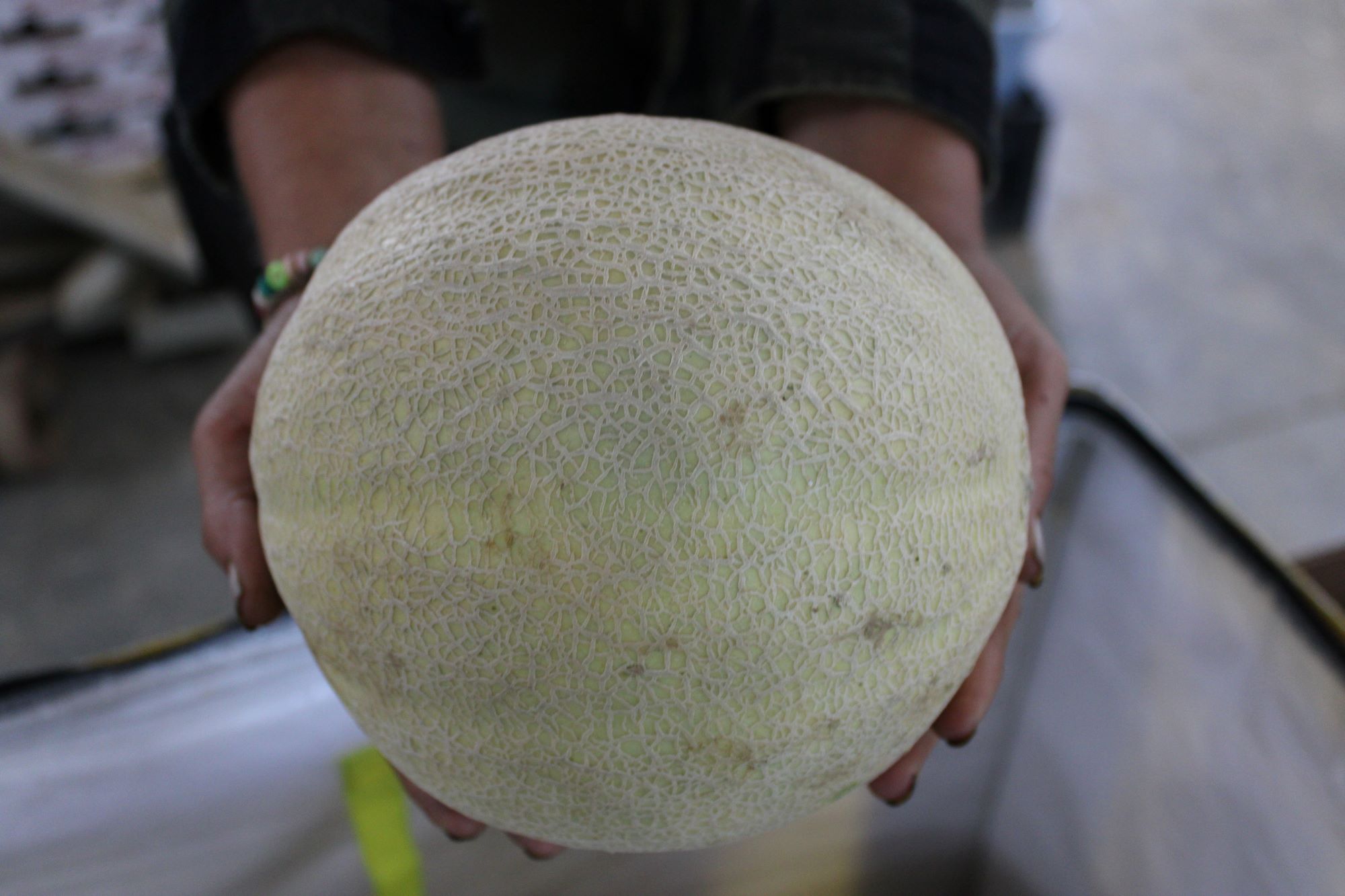 cantaloupes Cantaloupes