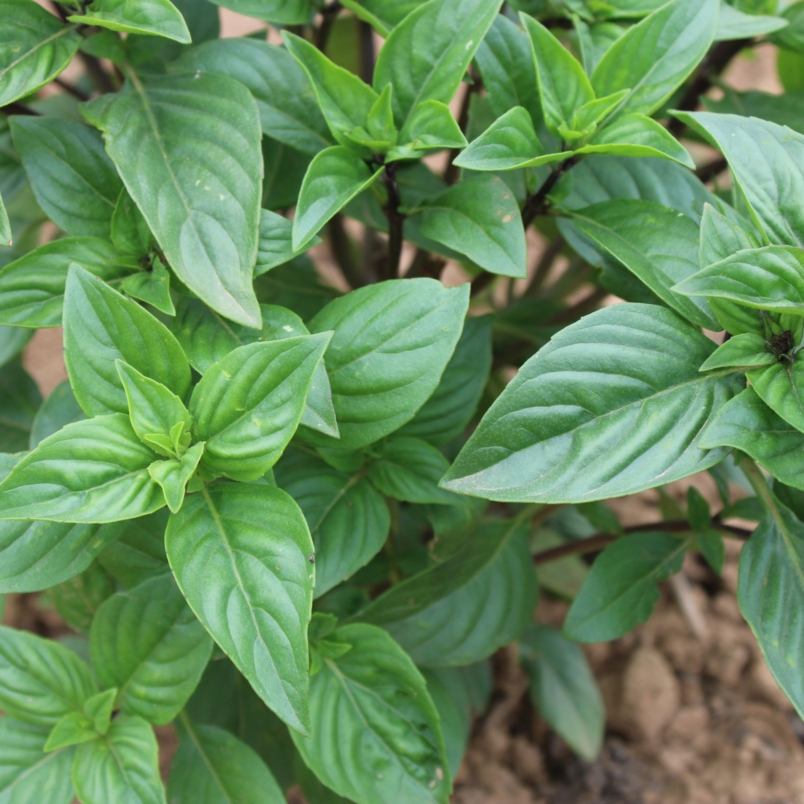 Corsican basil