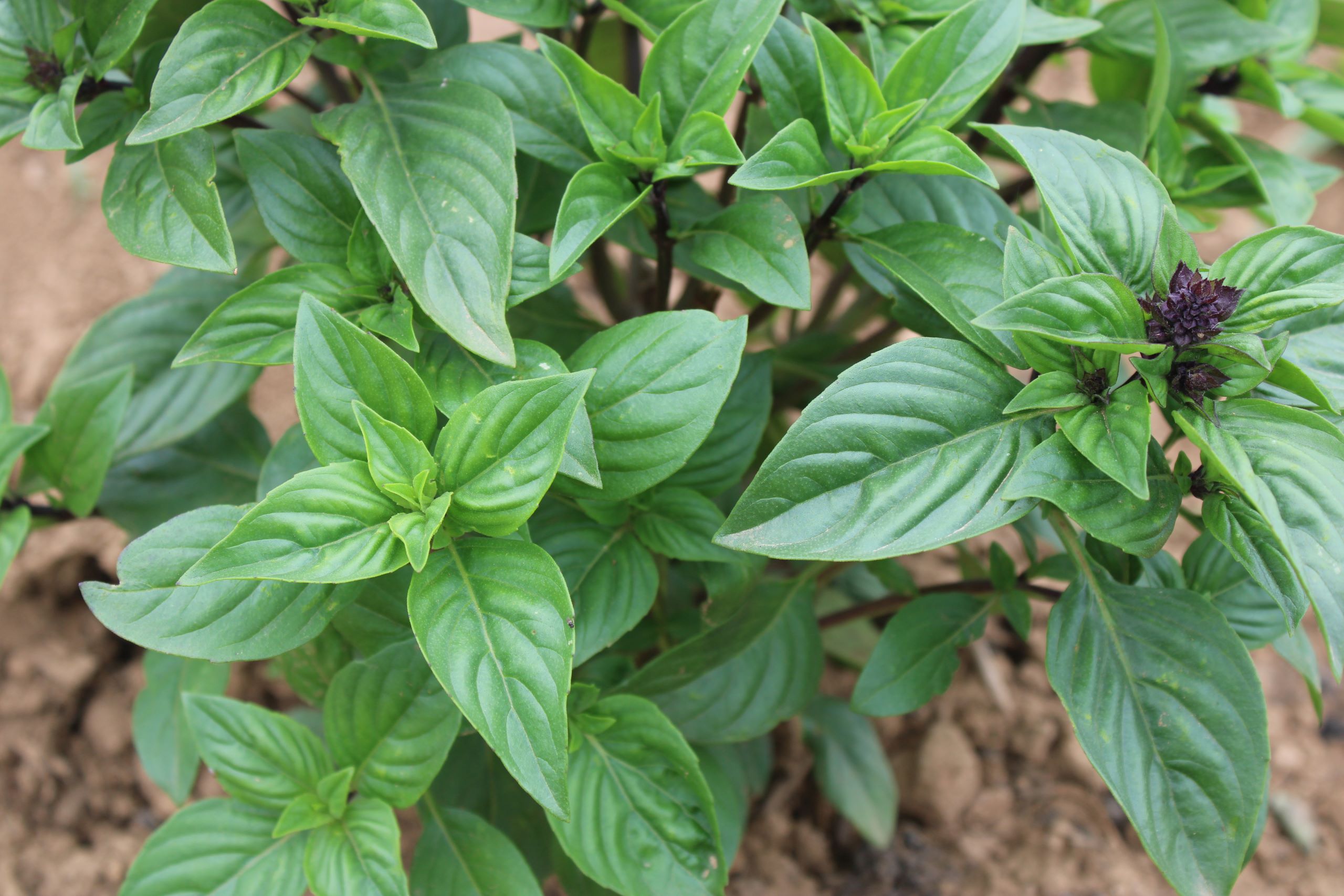 corsicann Corsican basil
