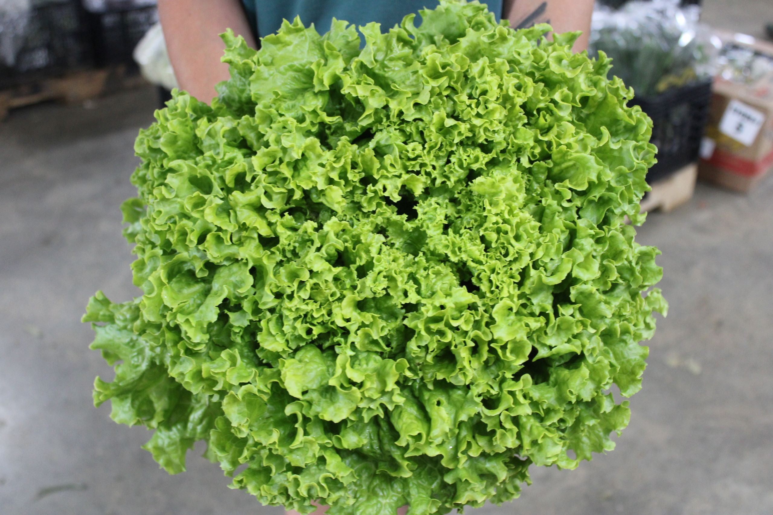 grand rapids 2 Grand Rapids lettuce