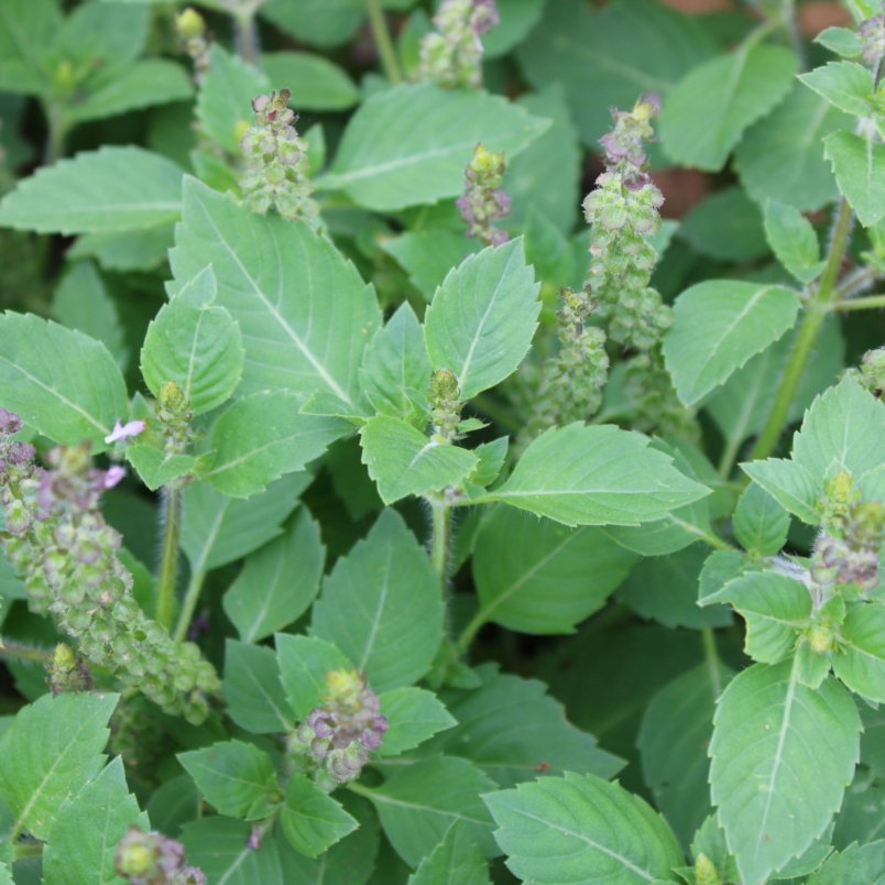 Holy basil