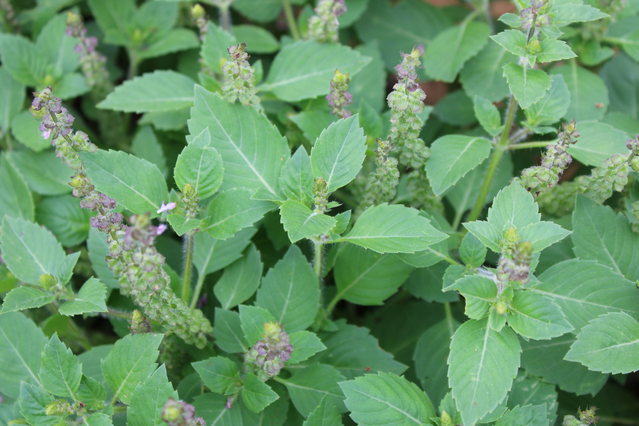 holy basil1 Holy basil