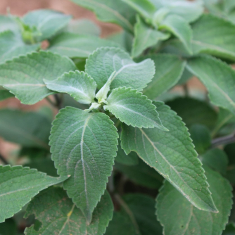 Iranian basil