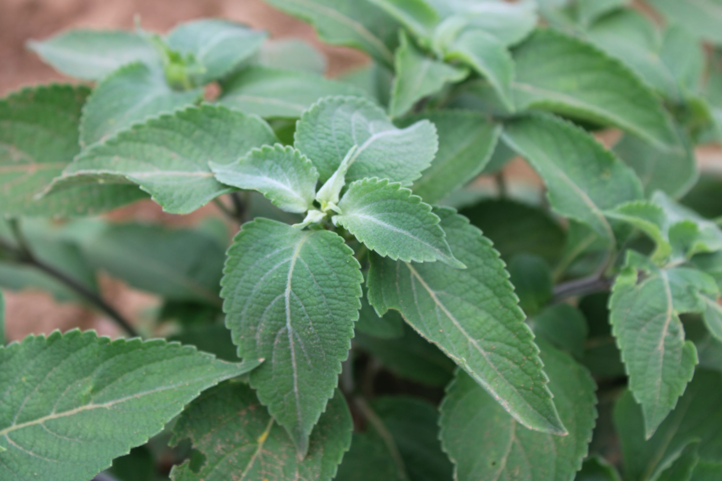 iranian basil Iranian basil