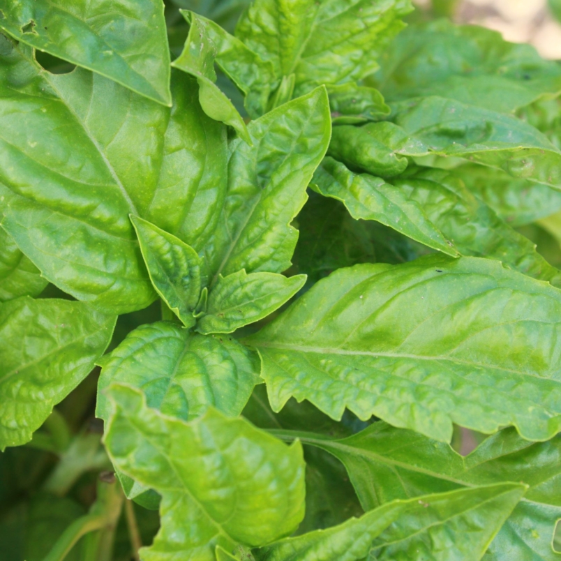 Italian green basil