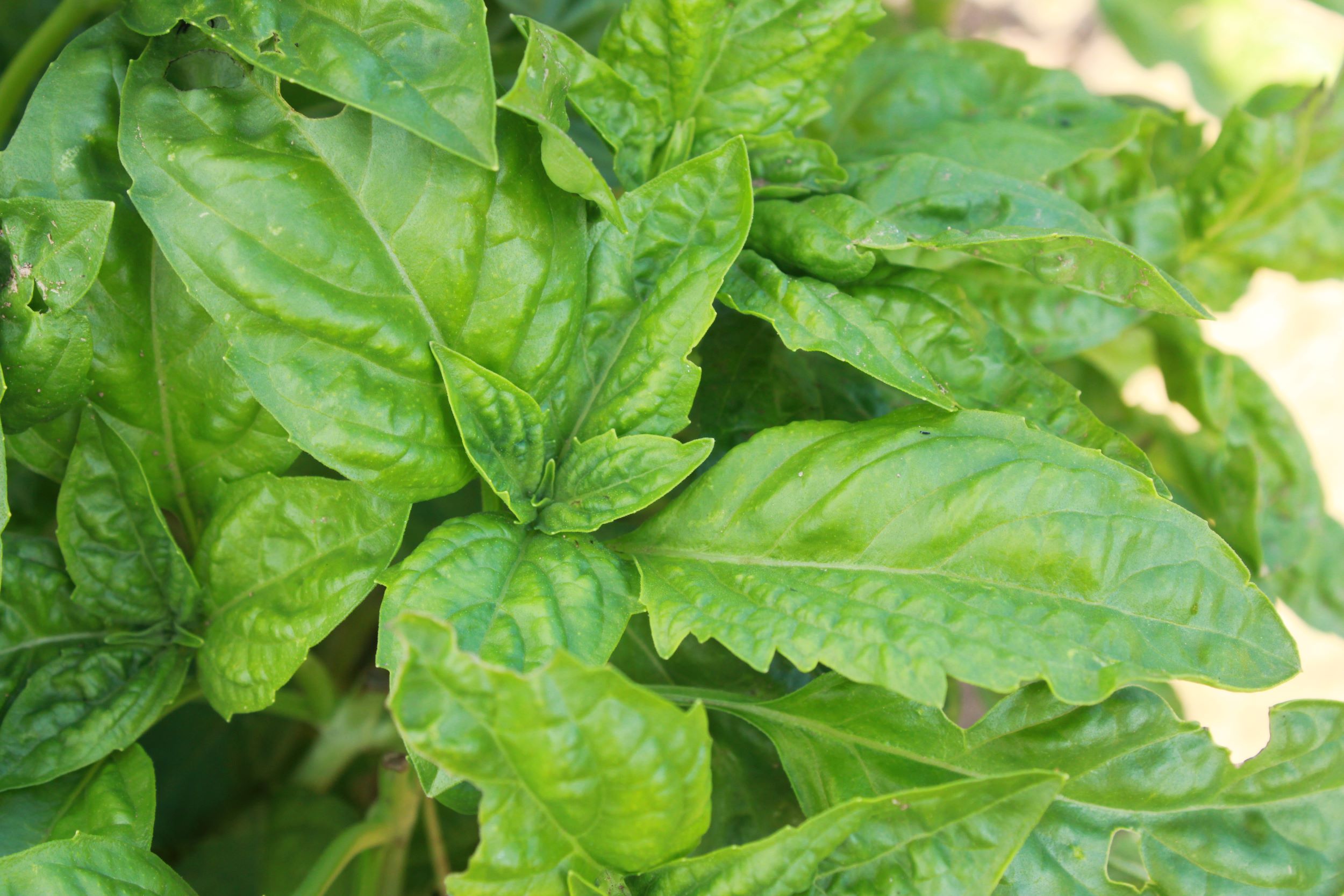italian basil Italian green basil