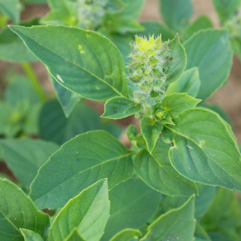 Lemon basil