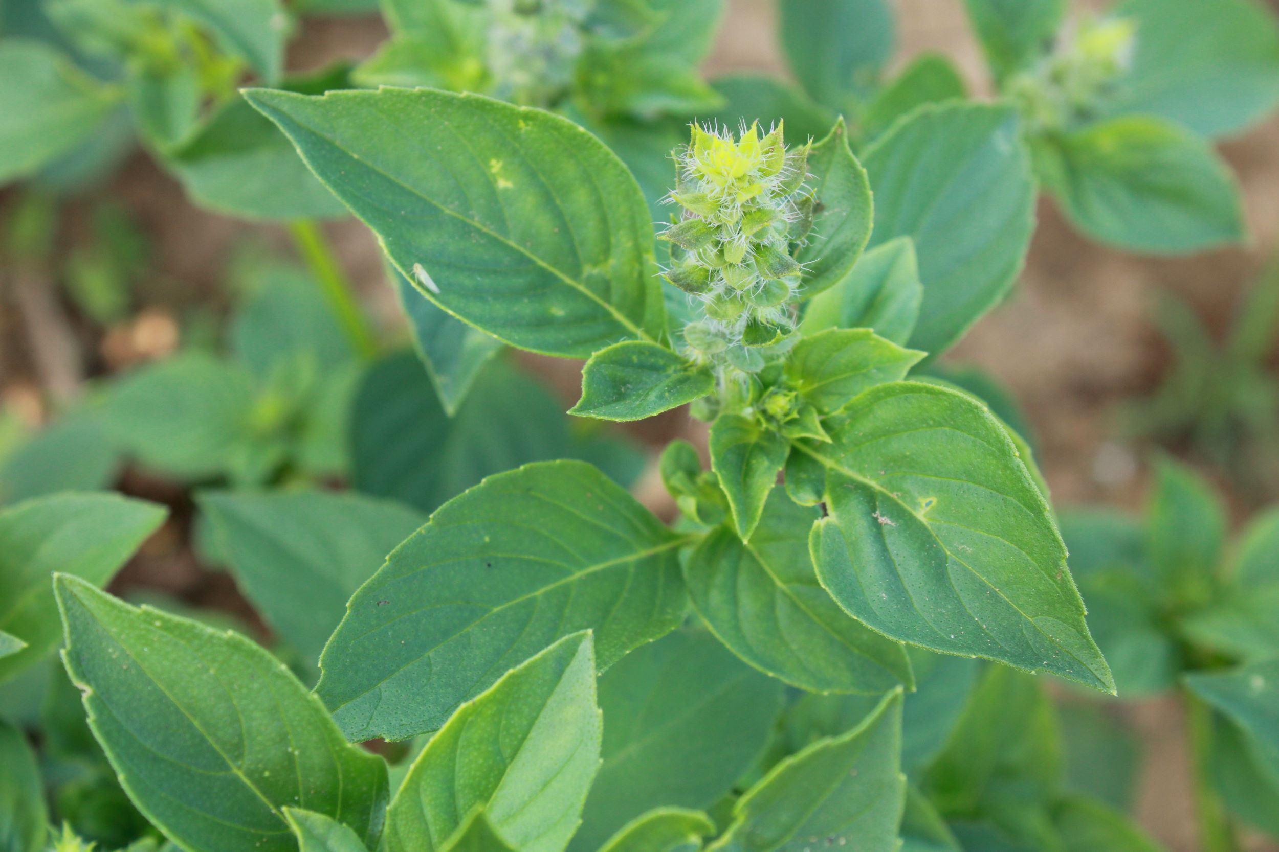 lemon basil Lemon basil