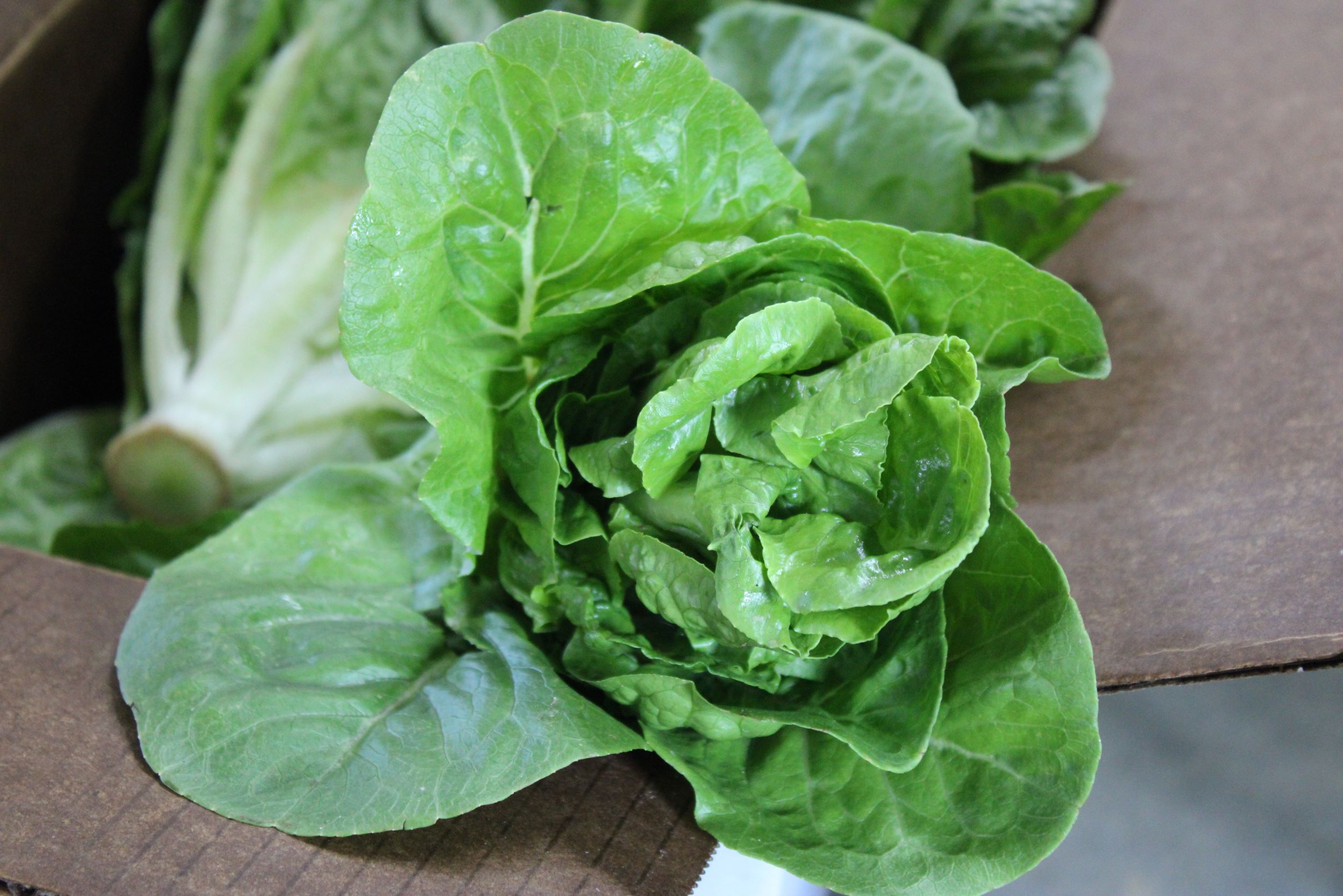 little gem Little gem lettuce