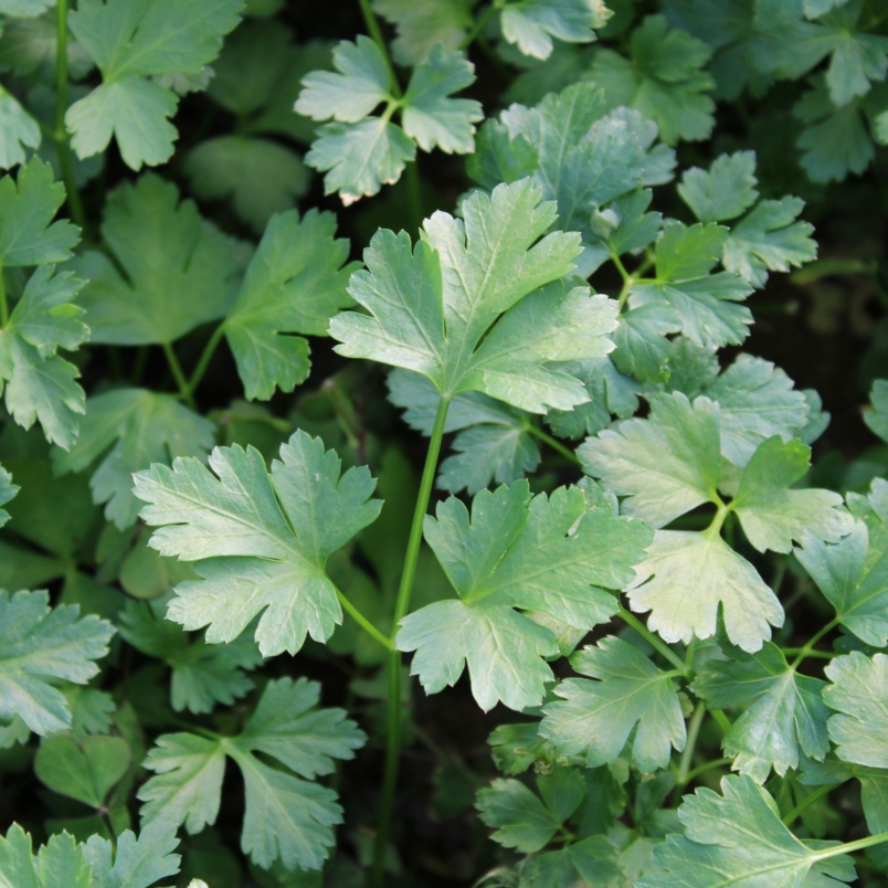Herbs