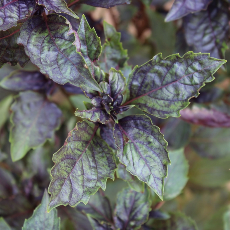 Persian basil