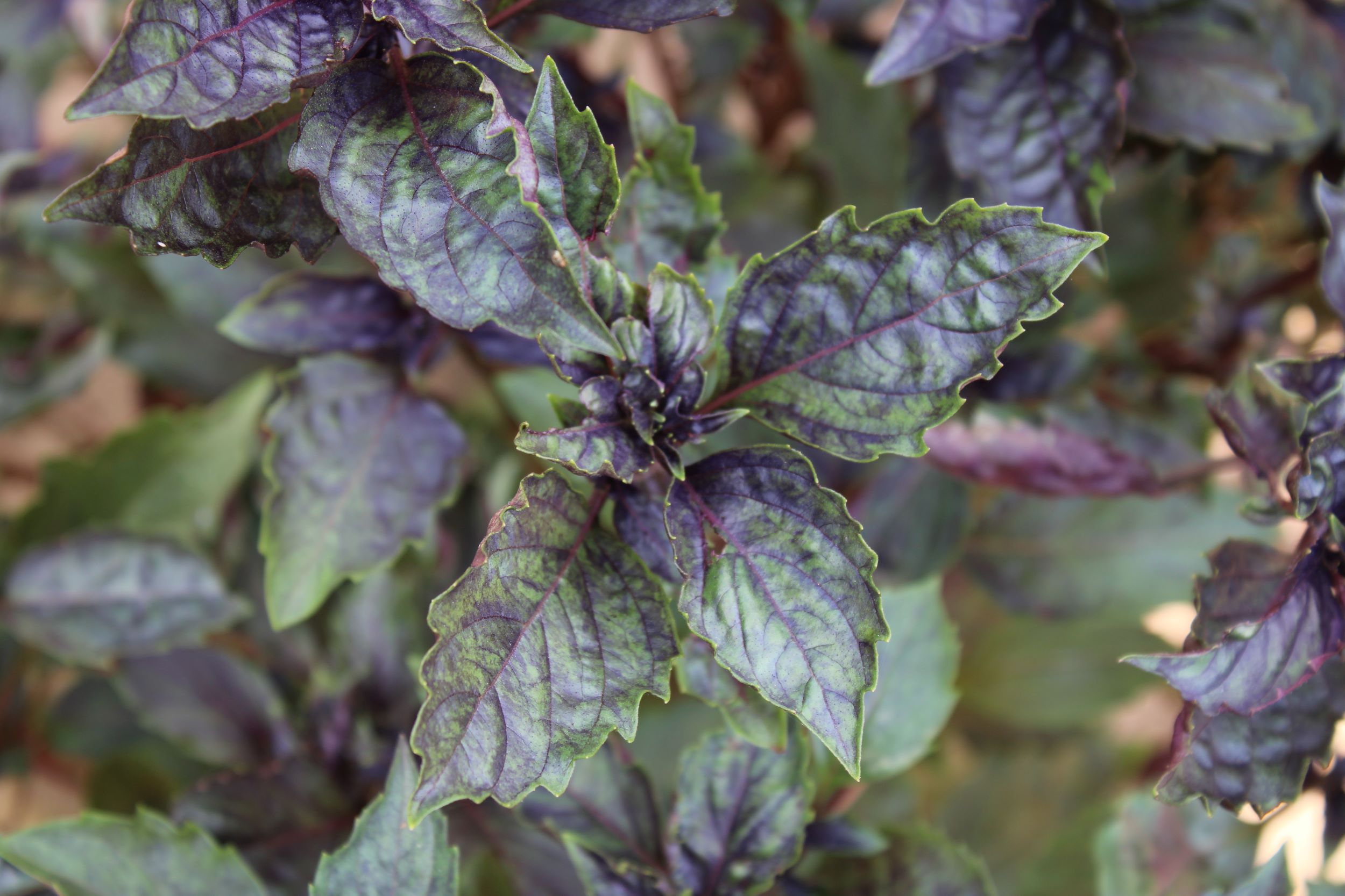 persian1 Persian basil