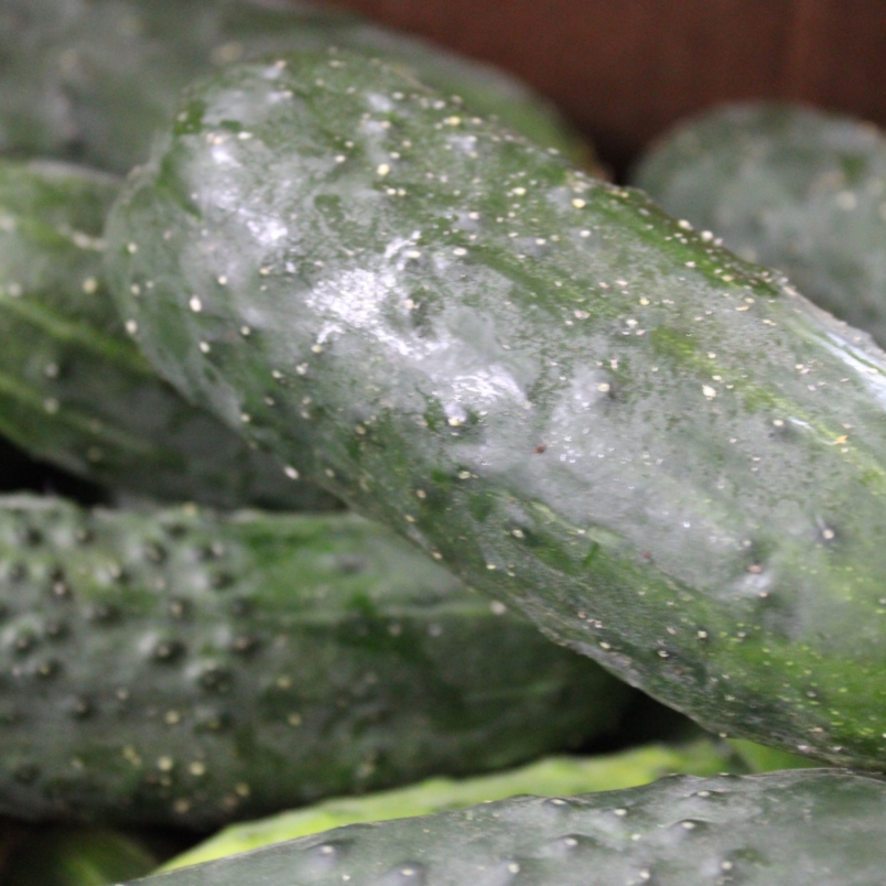 Pickling cucumber