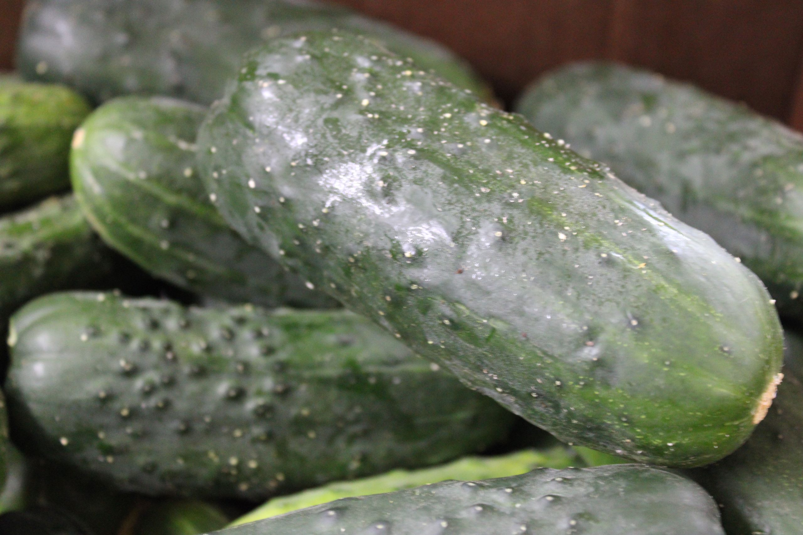 pk cuke Pickling cucumber