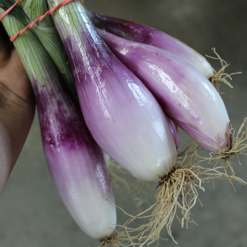Red torpedo onions