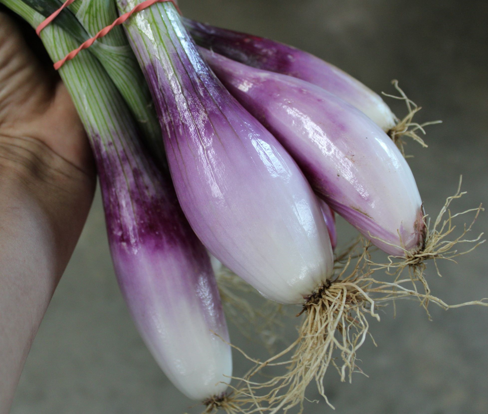red torpedo Red torpedo onions