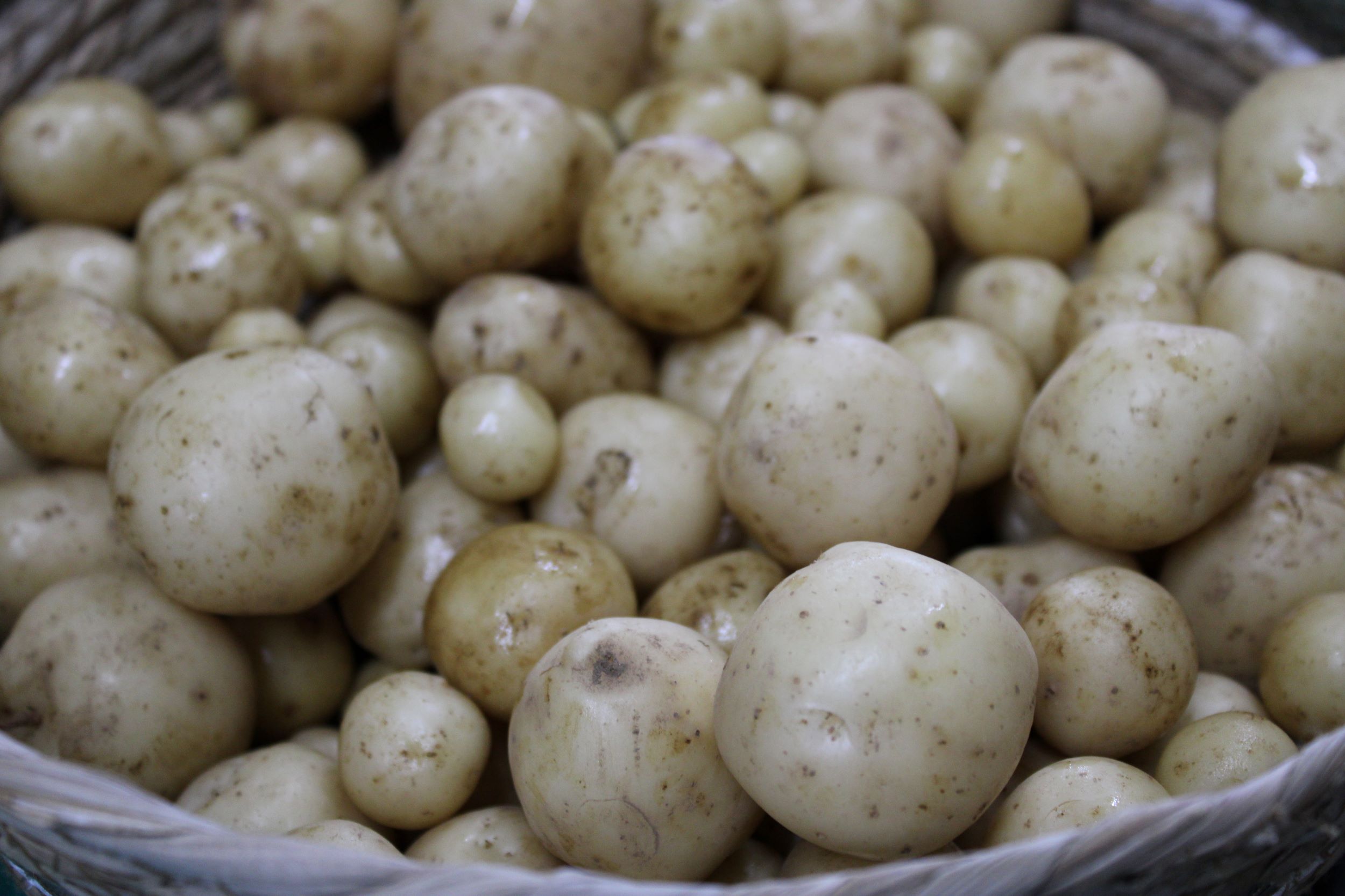 up st field Field run potatoes