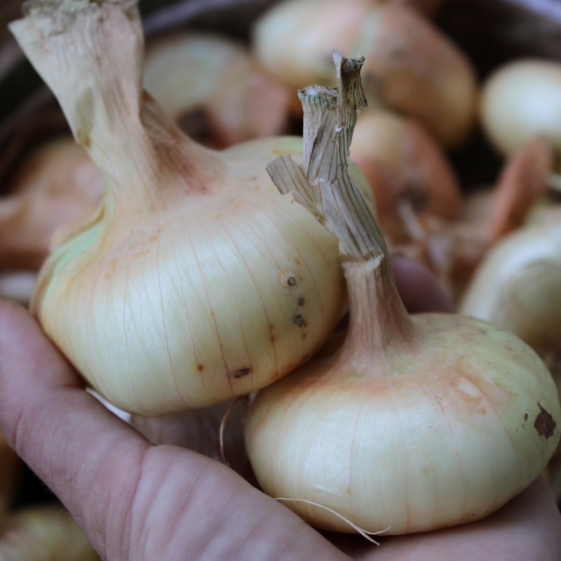 Cippolino onions