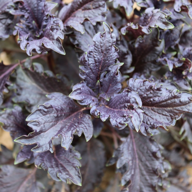 Purple ruffles basil