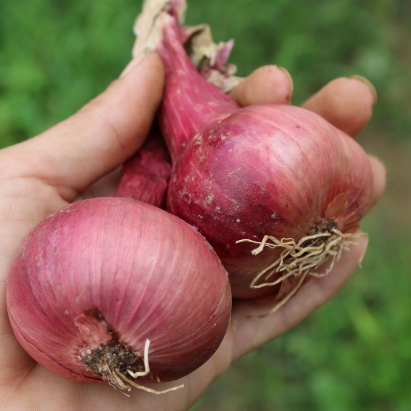 Shallots