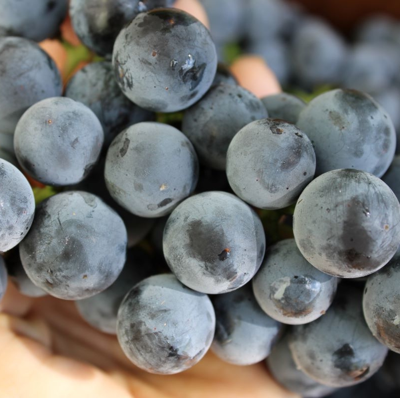 Concord grapes