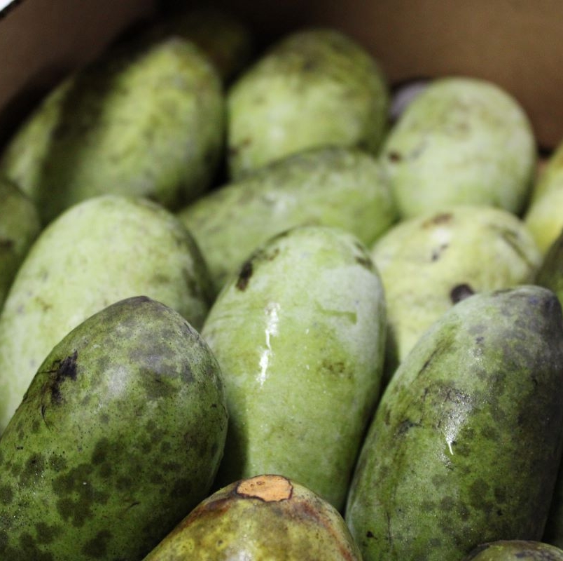 Paw paws