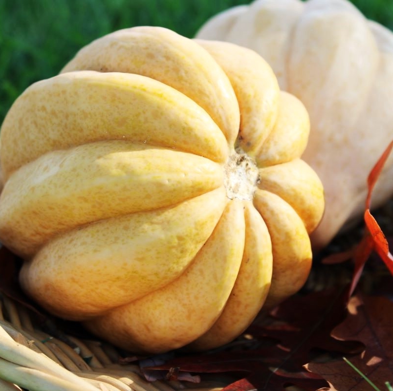 Thelma Sanders squash